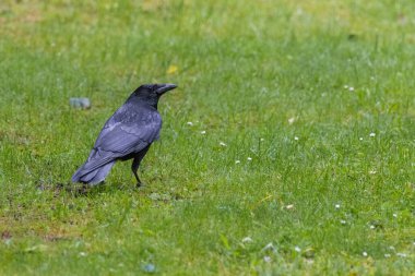 Karga leşi (Corvus corone) kara kuş yere tünedi