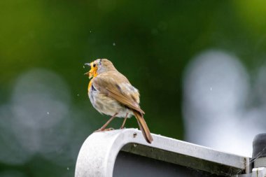 Küçük bir kuş metal bir direğe tünemiştir. Kuş kahverengi ve beyazdır. Gökyüzü bulutlu ve kuş yukarı bakıyor