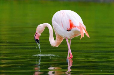 Suda yürüyen Afrika flamingosunun yakın plan portresi.