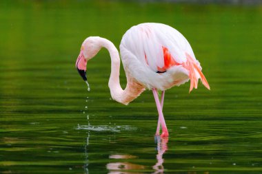 Suda yürüyen Afrika flamingosunun yakın plan portresi.