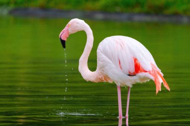 Suda yürüyen Afrika flamingosunun yakın plan portresi.