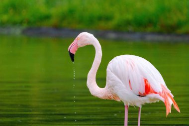 Suda yürüyen Afrika flamingosunun yakın plan portresi.