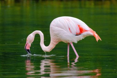 Suda yürüyen Afrika flamingosunun yakın plan portresi.