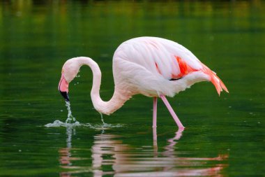 Suda yürüyen Afrika flamingosunun yakın plan portresi.
