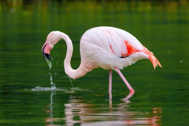 Suda yürüyen Afrika flamingosunun yakın plan portresi.