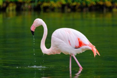 Suda yürüyen Afrika flamingosunun yakın plan portresi.