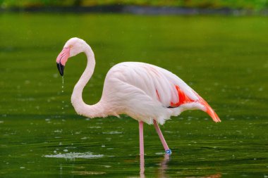 Suda yürüyen Afrika flamingosunun yakın plan portresi.