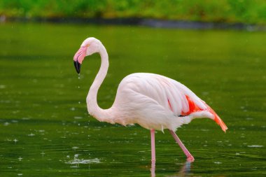 Suda yürüyen Afrika flamingosunun yakın plan portresi.
