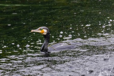 The great cormorant, Phalacrocorax carbo, known as the great black cormorant, in a river