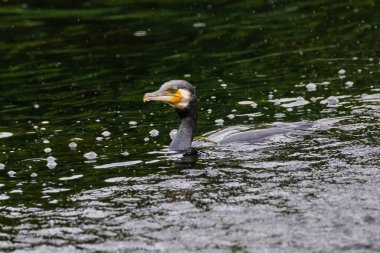 The great cormorant, Phalacrocorax carbo, known as the great black cormorant, in a river