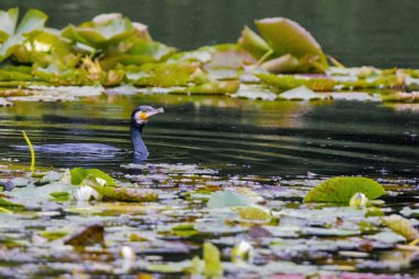 The great cormorant, Phalacrocorax carbo, known as the great black cormorant, in a river