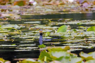 The great cormorant, Phalacrocorax carbo, known as the great black cormorant, in a river