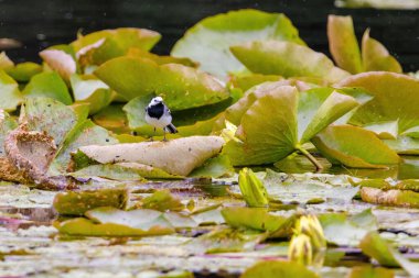 Beyaz Wagtail (Motacilla alba) doğada tüneyen kuşlar, vahşi yaşam