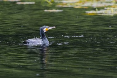 The great cormorant, Phalacrocorax carbo, known as the great black cormorant, in a river