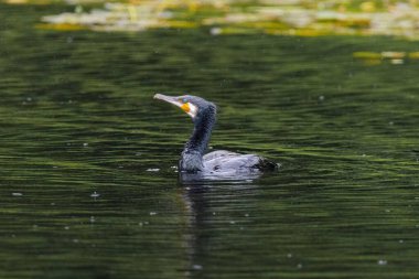The great cormorant, Phalacrocorax carbo, known as the great black cormorant, in a river