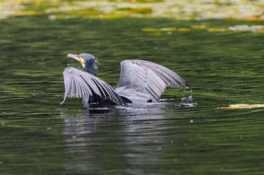 The great cormorant, Phalacrocorax carbo, known as the great black cormorant, in a river