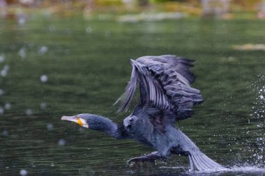 The great cormorant, Phalacrocorax carbo, known as the great black cormorant, in a river