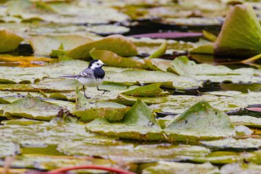 Beyaz Wagtail (Motacilla alba) doğada tüneyen kuşlar, vahşi yaşam
