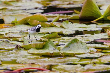 Beyaz Wagtail (Motacilla alba) doğada tüneyen kuşlar, vahşi yaşam