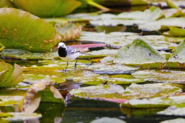 Beyaz Wagtail (Motacilla alba) doğada tüneyen kuşlar, vahşi yaşam