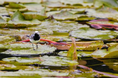 Beyaz Wagtail (Motacilla alba) doğada tüneyen kuşlar, vahşi yaşam