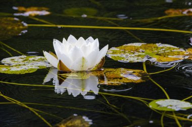 Güzel çiçek açan pembe nilüferler ya da göletteki nilüfer çiçekleri. su çiçekleri