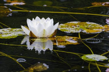 Güzel çiçek açan pembe nilüferler ya da göletteki nilüfer çiçekleri. su çiçekleri