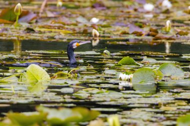 Büyük karabatak, Phalacrocorax karbonhidrat, büyük siyah karabatak olarak bilinir, bir nehirde