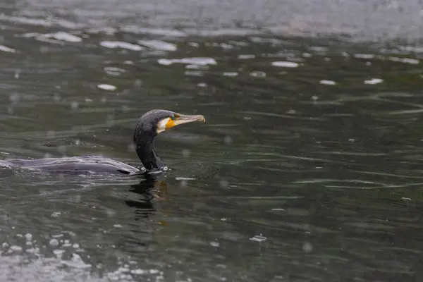 stock image The great cormorant, Phalacrocorax carbo, known as the great black cormorant, in a river