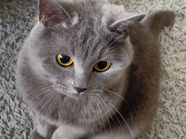 grey british short hair cat portrait in playful mood