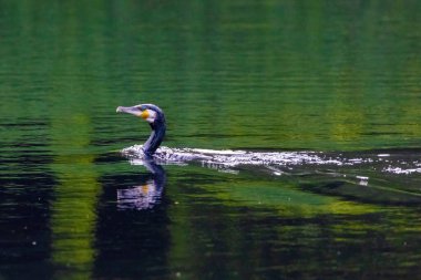 The great cormorant, Phalacrocorax carbo, known as the great black cormorant, in a river