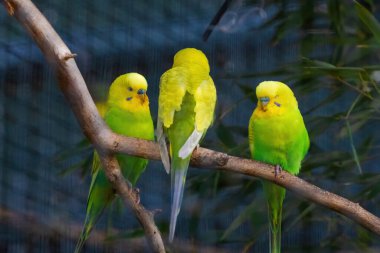 Üç yeşil muhabbet kuşu bir dala tünemiş. Kuşlardan biri aşağıya bakıyor.