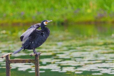 Siyah bir kuş karabatağı bir su kütlesinin yanında tahta bir direğin üzerinde duruyor. Kuş kanatlarını kurutuyor gibi görünüyor.
