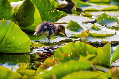 Yavru bir ördek gölette yüzüyor. Göl nilüferlerle dolu ve ördek onlarla çevrili.