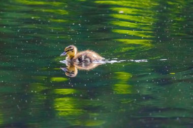 Yavru bir ördek gölette yüzüyor. Göl nilüferlerle dolu ve ördek onlarla çevrili.
