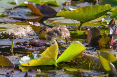 Yavru bir ördek gölette yüzüyor. Göl nilüferlerle dolu ve ördek onlarla çevrili.