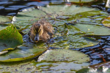 Yavru bir ördek gölette yüzüyor. Göl nilüferlerle dolu ve ördek onlarla çevrili.