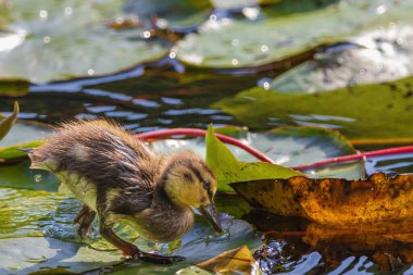 Yavru bir ördek gölette yüzüyor. Göl nilüferlerle dolu ve ördek onlarla çevrili.