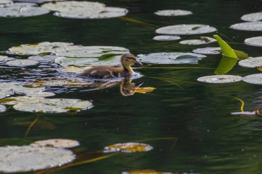 Yavru bir ördek gölette yüzüyor. Göl nilüferlerle dolu ve ördek onlarla çevrili.