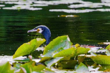 Black Cormorant bir gölette yüzüyor. Su sakin ve kuş nilüferlerle çevrili.