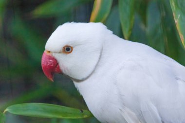 Beyaz bir papağan yeşil bir yaprağa tünemiştir. Kuşun kırmızı gagası var ve kameraya bakıyor.