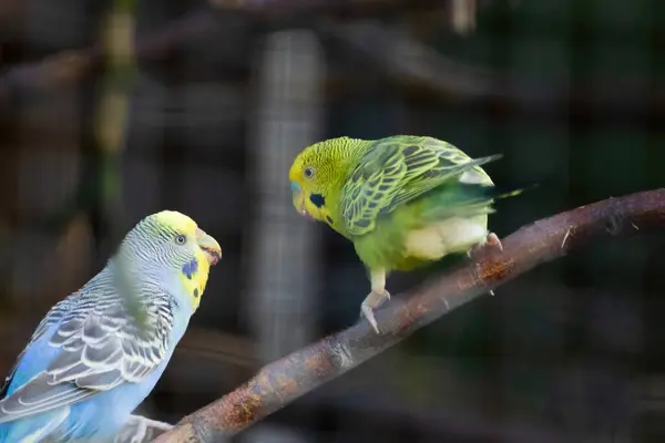 stock image A green and yellow parakeet is eating a red fruit. The bird is perched on a branch and he is enjoying its snack