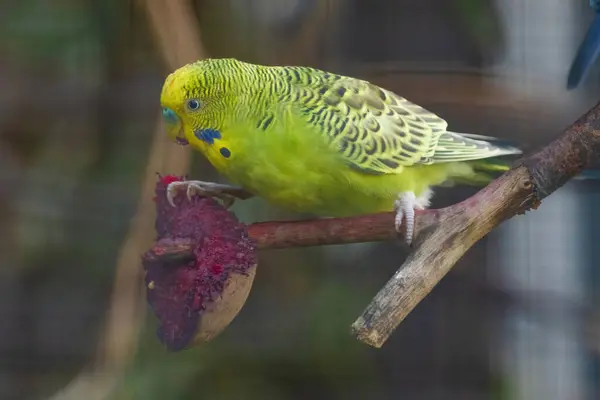 Stock image A green and yellow parakeet is eating a red fruit. The bird is perched on a branch and he is enjoying its snack