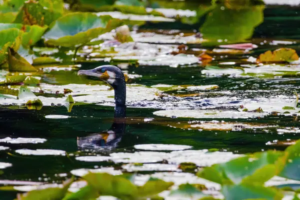 Stock image Black Cormorant is swimming in a pond. The water is calm and the bird is surrounded by lily pads