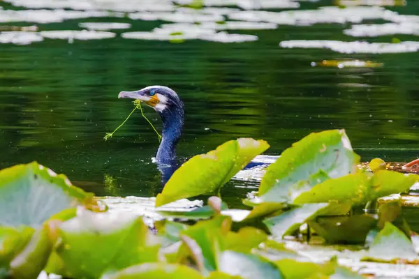 stock image Black Cormorant is swimming in a pond with green leaves. The bird is eating a plant