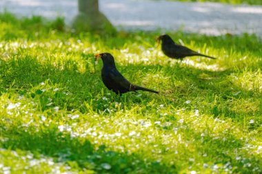 Doğadaki yeşil çayırlara tüneyen siyah kuş.