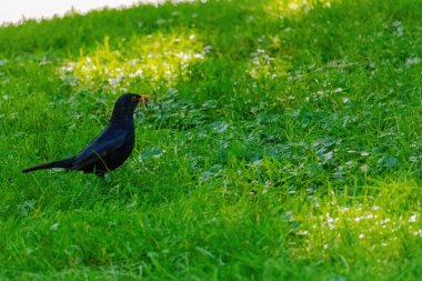 Doğadaki yeşil çayırlara tüneyen siyah kuş.
