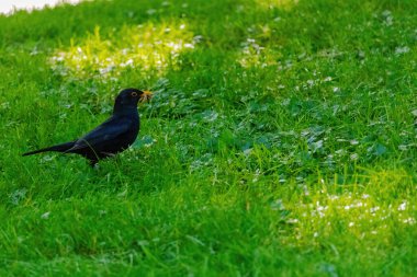 Doğadaki yeşil çayırlara tüneyen siyah kuş.