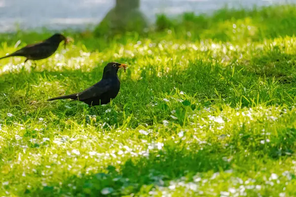 Doğadaki yeşil çayırlara tüneyen siyah kuş.