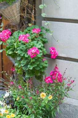 Mor ve beyaz çiçekli bir sıra saksı bitkisi kaldırımda oturur. Bitkiler düzgün bir sıraya dizilir, bazıları daha uzun, bazıları daha kısa.